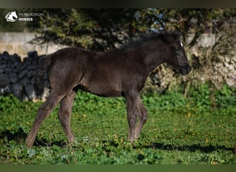 Minorchino Mix, Giumenta, , 155 cm, Morello