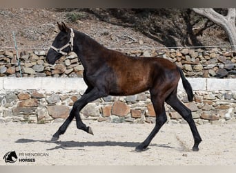 Minorchino, Giumenta, Puledri (03/2026), 156 cm, Morello