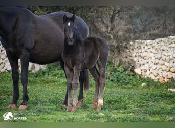 Minorchino Mix, Giumenta, , 158 cm, Morello