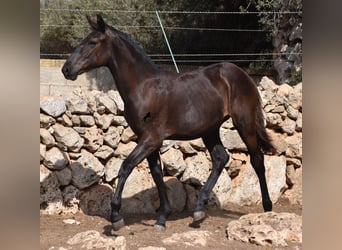 Minorchino, Giumenta, Puledri
 (01/2024), 160 cm, Morello