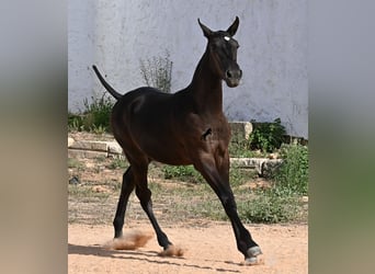 Minorchino, Giumenta, Puledri (03/2025), 160 cm, Morello