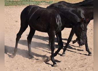 Minorchino, Giumenta, Puledri
 (02/2023), 160 cm, Morello
