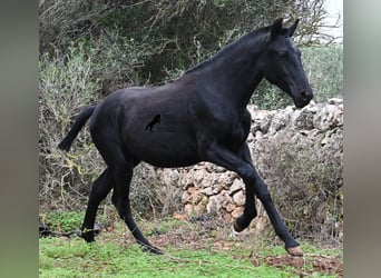 Minorchino, Giumenta, Puledri (02/2025), 163 cm, Morello