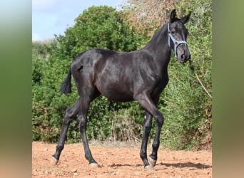 Minorchino, Giumenta, Puledri (03/2025), 165 cm, Morello