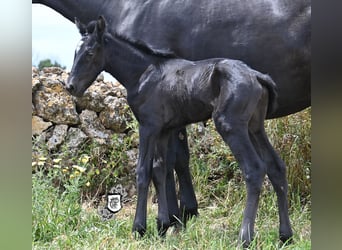 Minorchino, Giumenta, , 165 cm, Morello