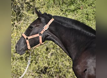 Minorchino, Giumenta, Puledri (02/2026), 170 cm, Morello