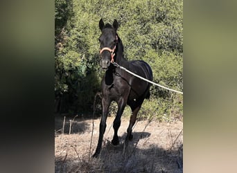 Minorchino, Giumenta, Puledri (02/2026), 170 cm, Morello