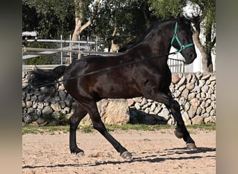Minorchino, Stallone, 12 Anni, 166 cm, Morello