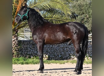 Minorchino, Stallone, 12 Anni, 166 cm, Morello