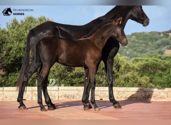 Minorchino, Stallone, 1 Anno, 155 cm, Morello