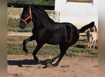 Minorchino, Stallone, 1 Anno, 160 cm, Morello