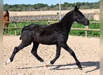 Minorchino, Stallone, 1 Anno, 160 cm, Morello