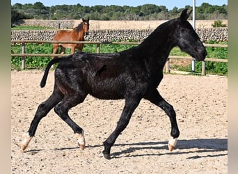 Minorchino, Stallone, 1 Anno, 160 cm, Morello
