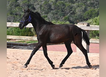 Minorchino, Stallone, 1 Anno, 162 cm, Morello