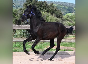 Minorchino, Stallone, 1 Anno, 162 cm, Morello