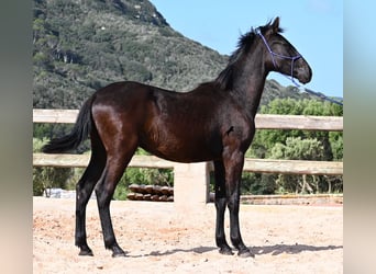 Minorchino, Stallone, 1 Anno, 162 cm, Morello