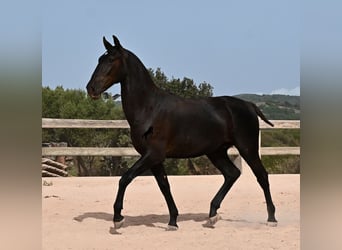 Minorchino, Stallone, 1 Anno, 165 cm, Morello