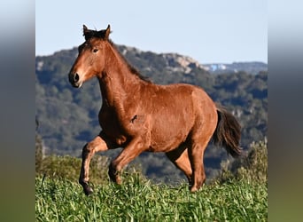 Minorchino Mix, Stallone, 1 Anno, 168 cm, Baio