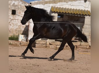 Minorchino, Stallone, 2 Anni, 158 cm, Morello