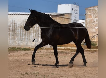 Minorchino, Stallone, 2 Anni, 158 cm, Morello