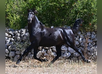Minorchino, Stallone, 2 Anni, 160 cm, Morello