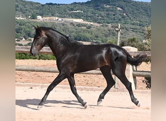 Minorchino, Stallone, 2 Anni, 160 cm, Morello