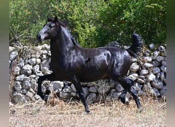 Minorchino, Stallone, 2 Anni, 160 cm, Morello