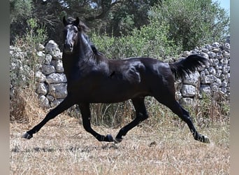 Minorchino, Stallone, 2 Anni, 160 cm, Morello