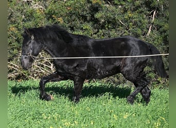 Minorchino, Stallone, 2 Anni, 160 cm, Morello