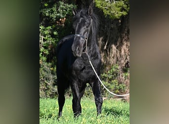 Minorchino, Stallone, 2 Anni, 160 cm, Morello