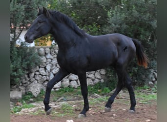 Minorchino, Stallone, 2 Anni, 162 cm, Morello