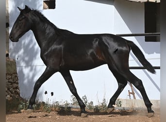 Minorchino, Stallone, 2 Anni, 163 cm, Morello