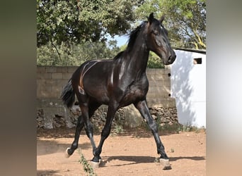 Minorchino, Stallone, 2 Anni, 163 cm, Morello