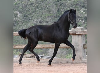 Minorchino, Stallone, 2 Anni, 169 cm, Morello