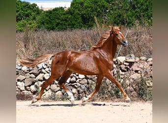 Minorchino Mix, Stallone, 2 Anni, 170 cm, Sauro