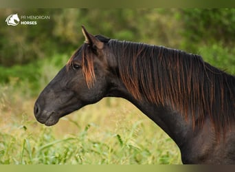 Minorchino, Stallone, 3 Anni, 152 cm, Morello