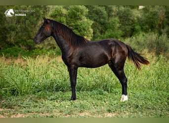 Minorchino, Stallone, 3 Anni, 152 cm, Morello