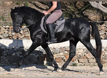 Minorchino, Stallone, 3 Anni, 152 cm, Morello