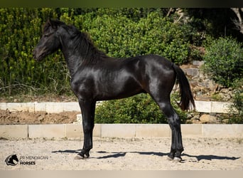 Minorchino, Stallone, 3 Anni, 158 cm, Morello
