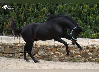 Minorchino, Stallone, 3 Anni, 159 cm, Morello