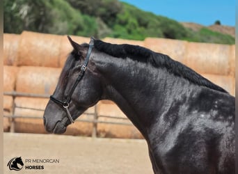 Minorchino, Stallone, 3 Anni, 160 cm, Morello