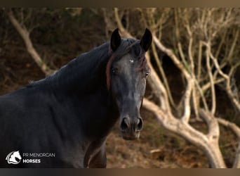 Minorchino, Stallone, 3 Anni, 164 cm, Morello