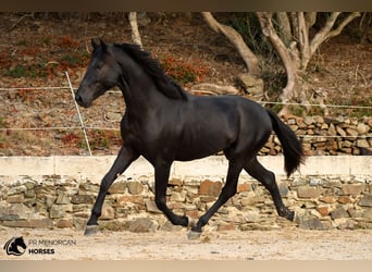 Minorchino, Stallone, 3 Anni, 164 cm, Morello