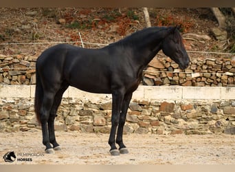 Minorchino, Stallone, 3 Anni, 164 cm, Morello