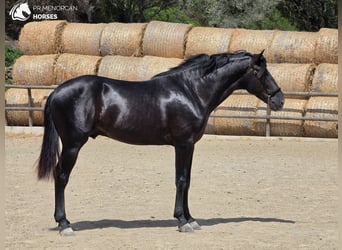 Minorchino, Stallone, 3 Anni, 165 cm, Morello