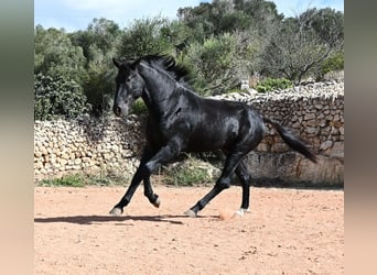 Minorchino, Stallone, 3 Anni, 167 cm, Morello