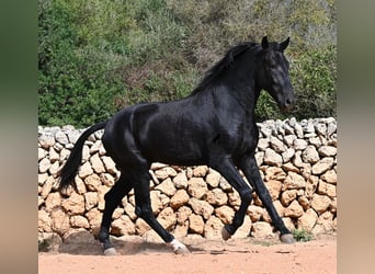 Minorchino, Stallone, 3 Anni, 167 cm, Morello