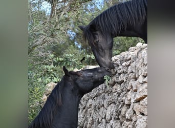 Minorchino, Stallone, 3 Anni, 167 cm, Morello
