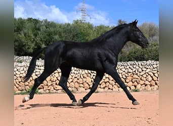 Minorchino, Stallone, 3 Anni, 167 cm, Morello