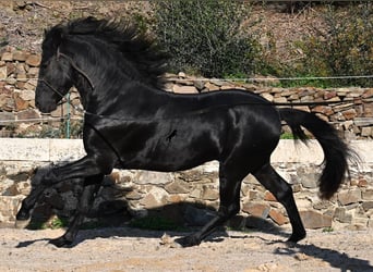 Minorchino, Stallone, 4 Anni, 152 cm, Morello